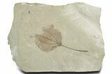 Detailed Fossil Leaf (Populus) - Insect Predation! #356109-1